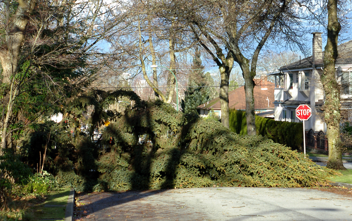 Fallen tree in Vancouver, December 2006 Fallen tree in Vancouver, December 2006