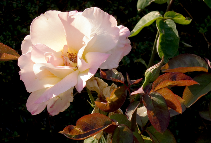 Melbourne rose