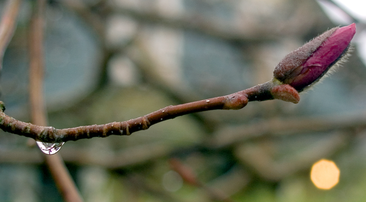 Magnolia bud on wet branch Magnolia bud on wet branch