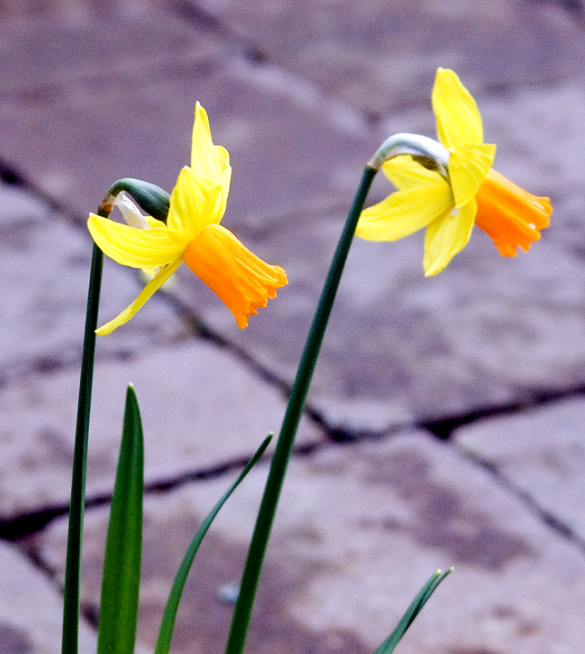 Daffodils