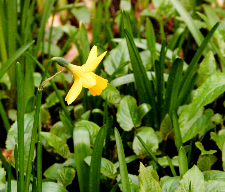 Daffodils Daffodils