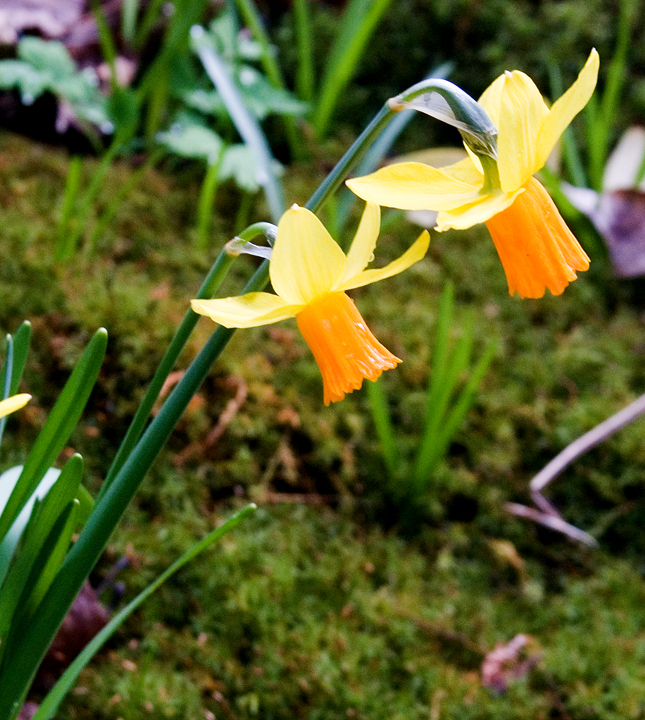 Daffodils