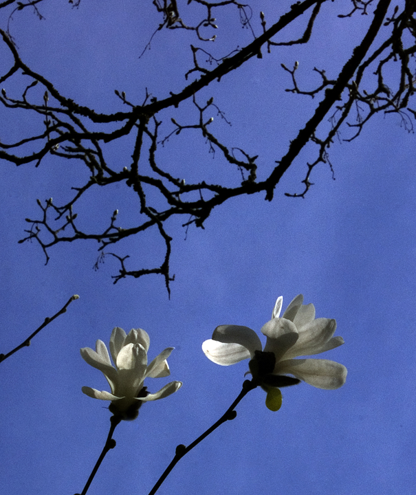 White magnolia blossoms, black branches, blue sky