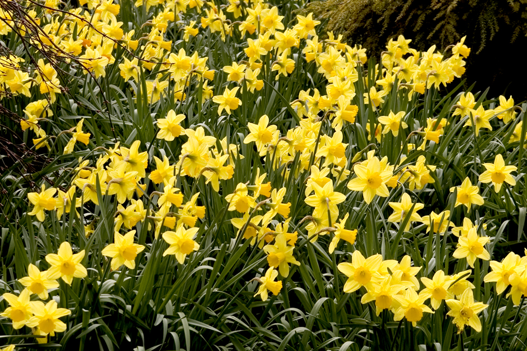 Daffodils