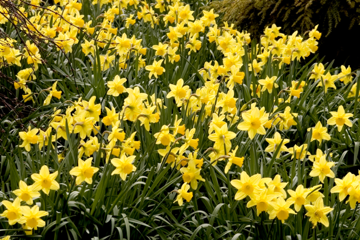 Daffodils Daffodils
