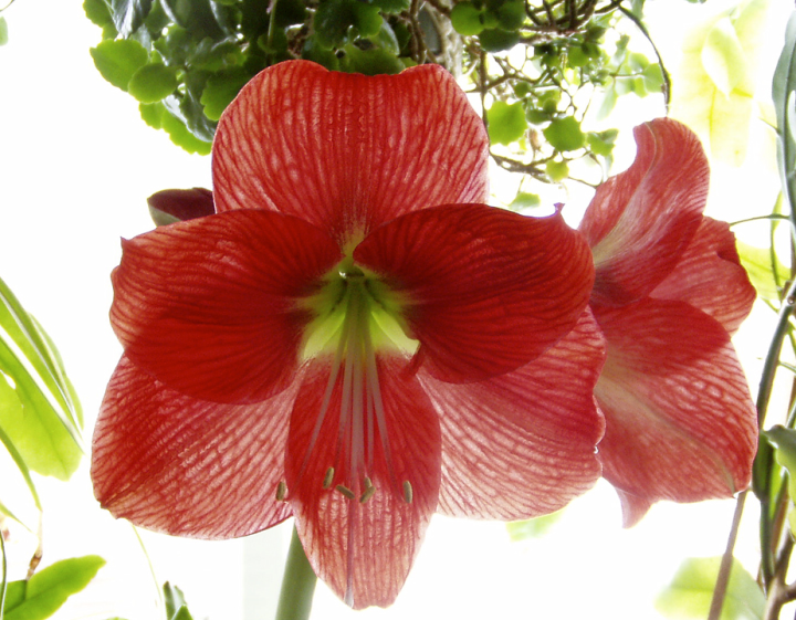 Amaryllis blossom