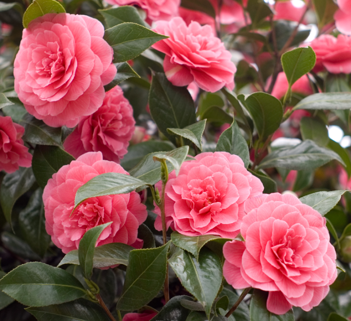 Pink camellias