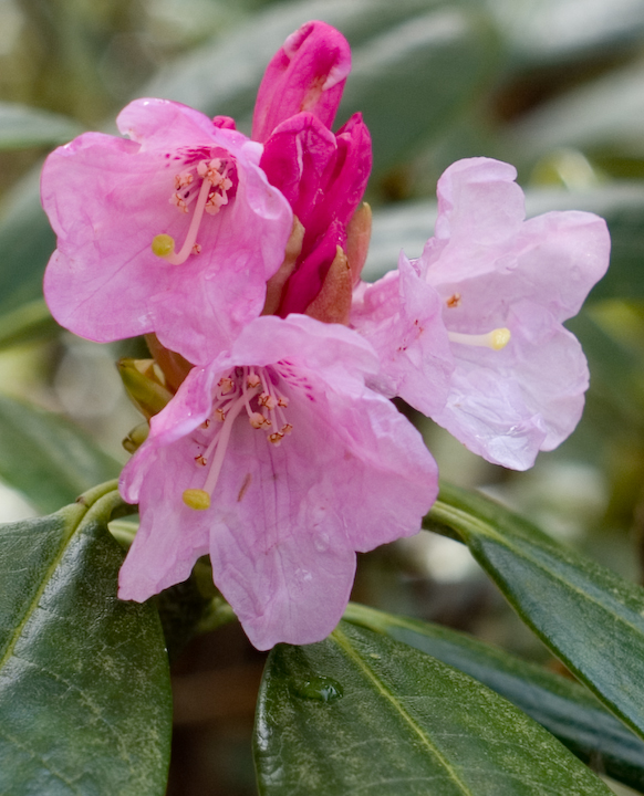 Wet pink rhododendron blossoms