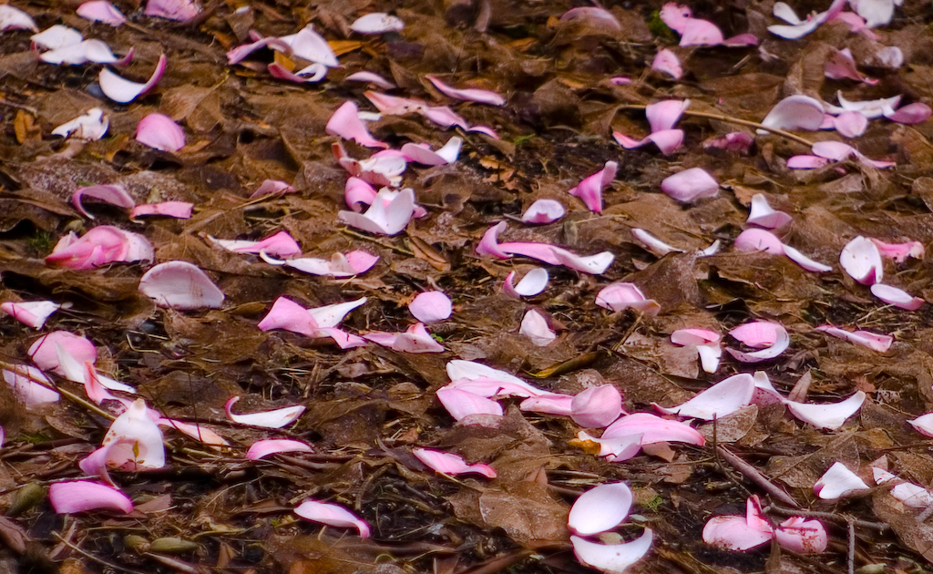 Fallen Magnolia blossoms