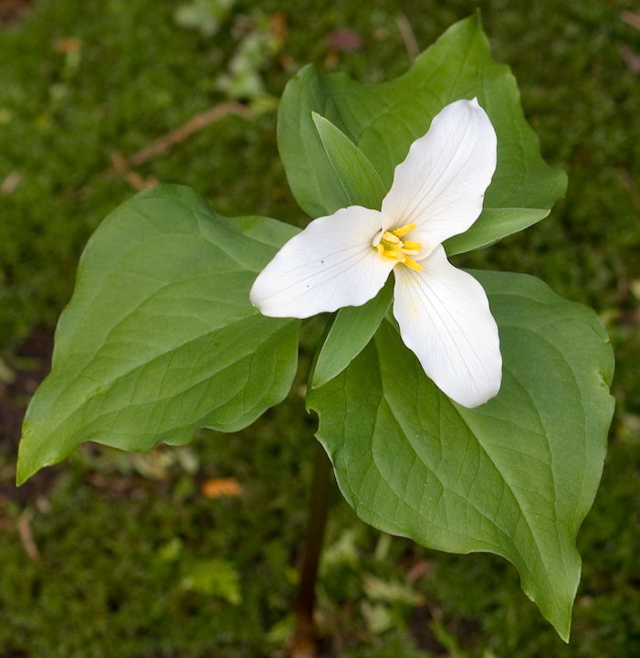 Trillium Trillium