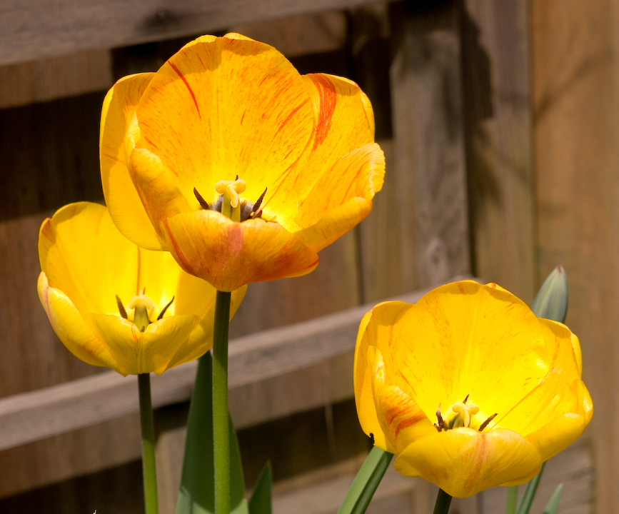 Yellow tulips with scarlet sprinkles