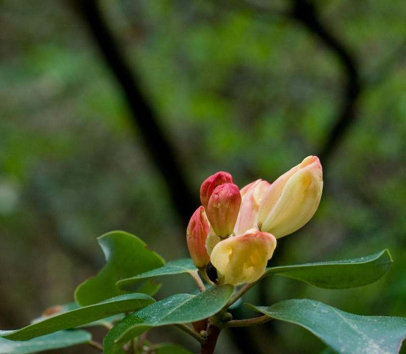 Rhododendron buds