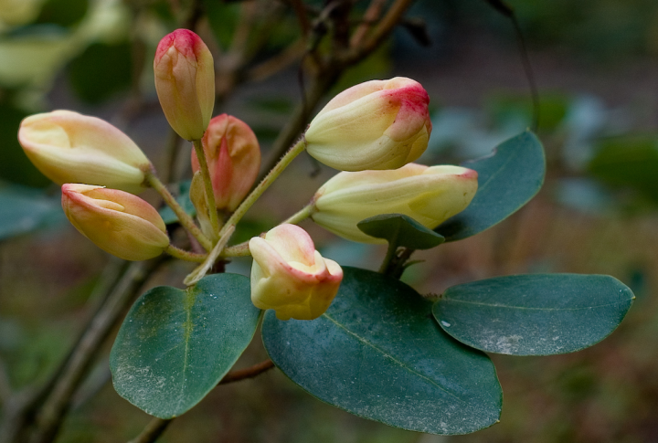 Rhododendron buds