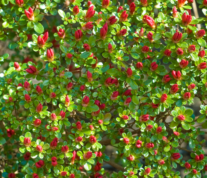 Young blossoms of Japanese Azalea Young blossoms of Japanese Azalea