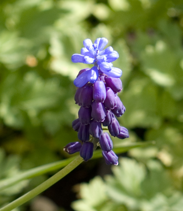 Small purple blossom