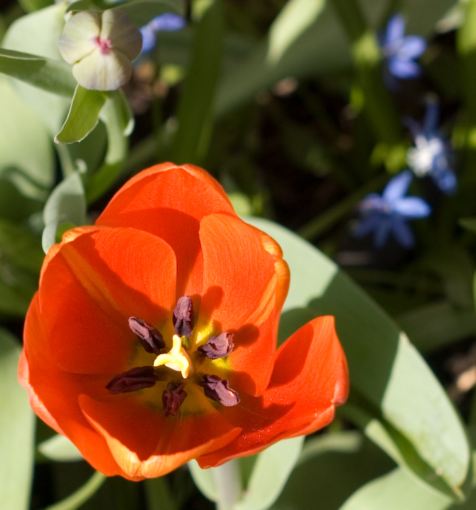 Looking into a scarlet tulip