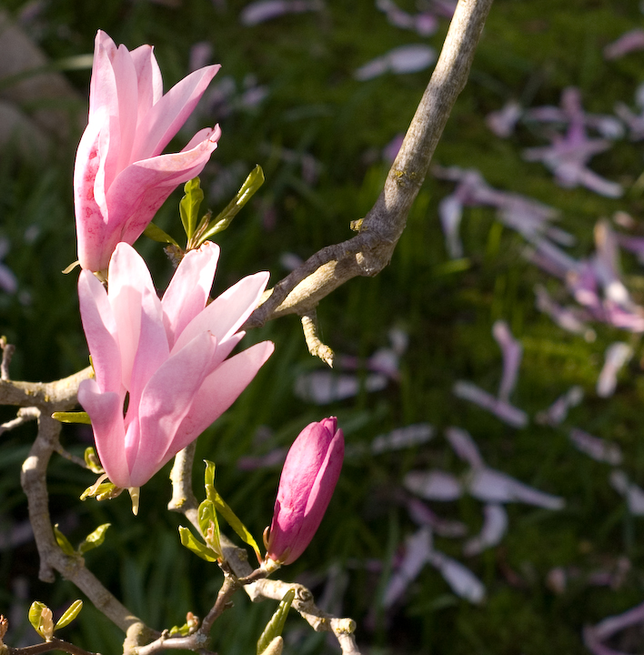 Sunlit magnolia blossoms