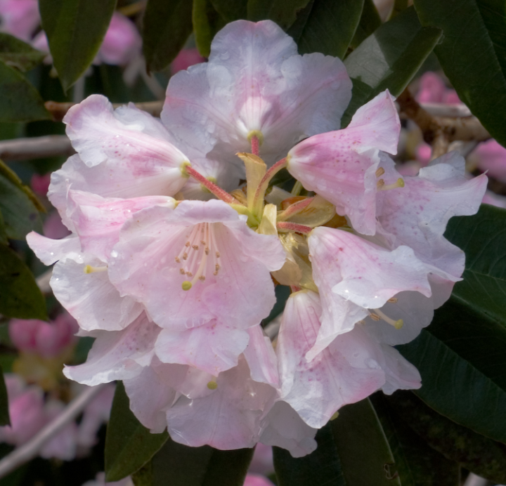 Pink Rhododendrons