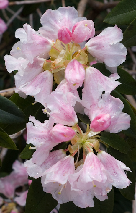 Pink Rhododendrons