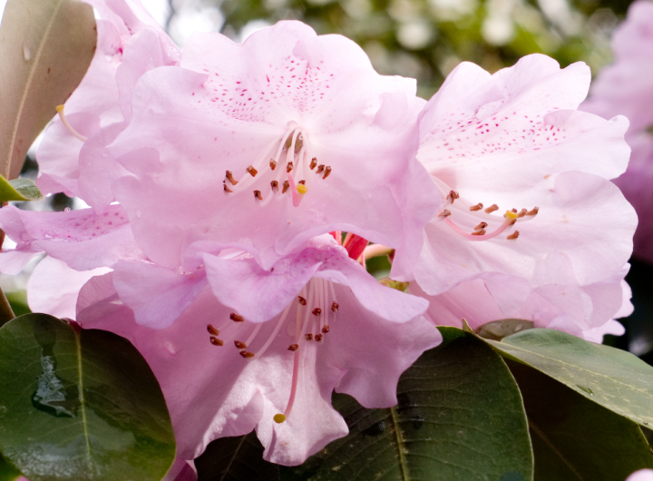 Pink Rhododendrons