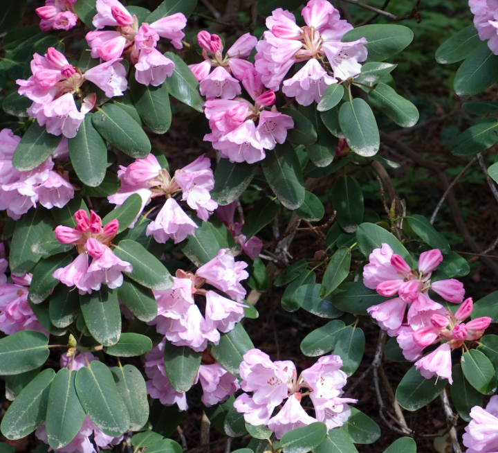 Pink Rhododendrons