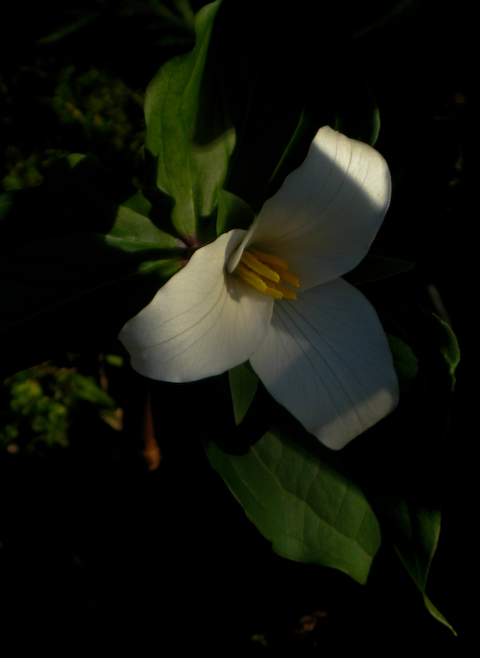 Trillium