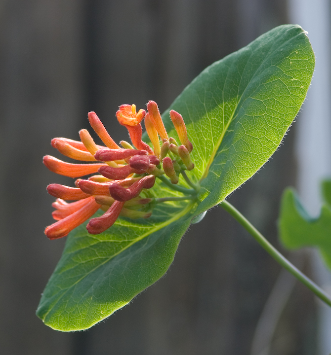 Western Trumpet Honeysuckle taken with Tamron SP 70-210mm zoom telephoto