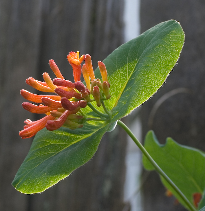 Western Trumpet Honeysuckle taken with Pentax smc P-DA 40mm prime lens