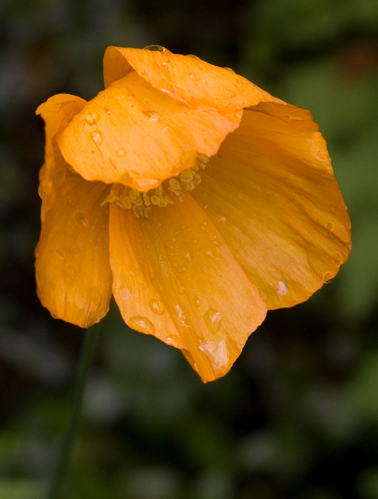 A wet poppy