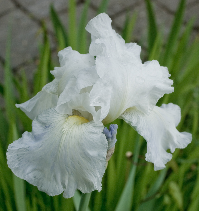 A gladiolus