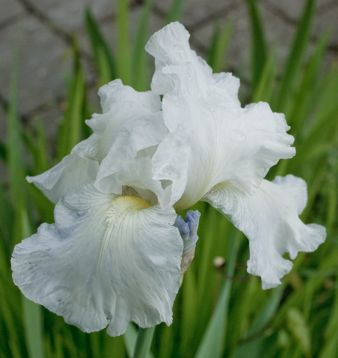 A gladiolus A gladiolus