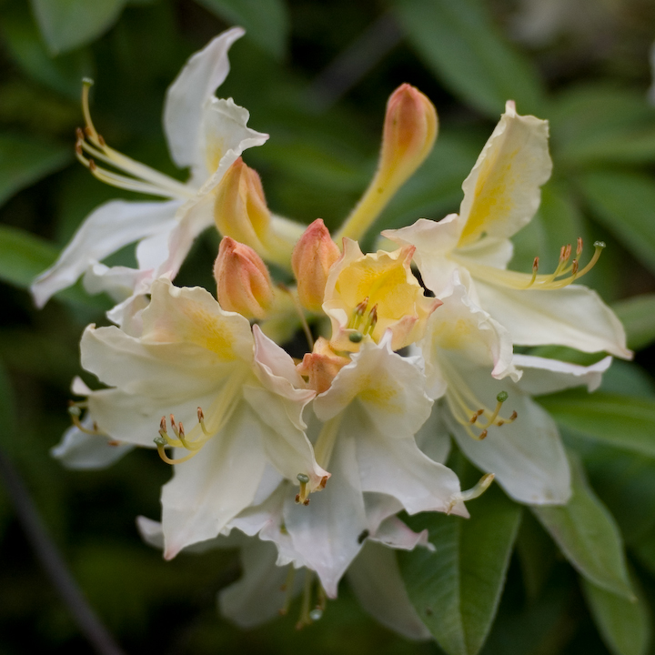 Pale yellow rhododendrons