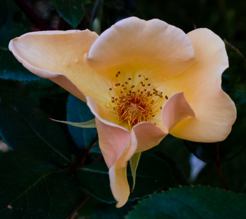 A blossom from the Waterhouse-Hayward garden