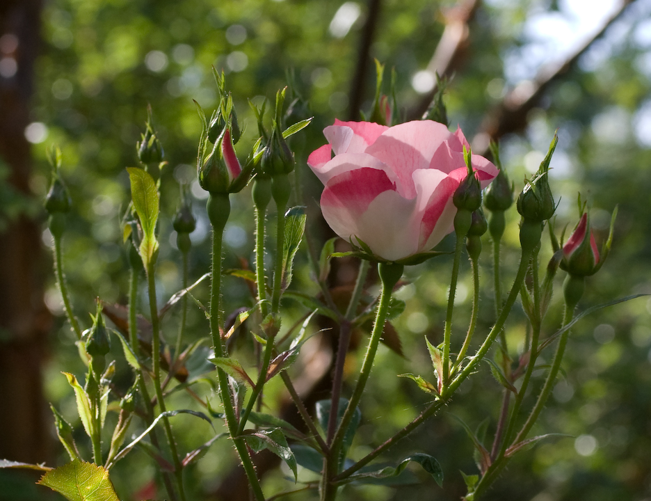 A blossom from the Waterhouse-Hayward garden