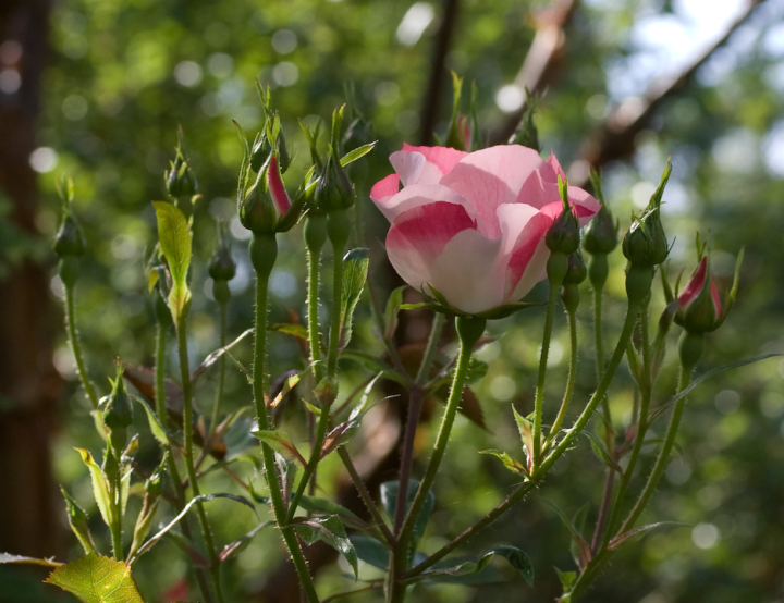 A blossom from the Waterhouse-Hayward garden