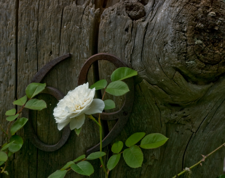 The Number of the Rose The Number of the Rose