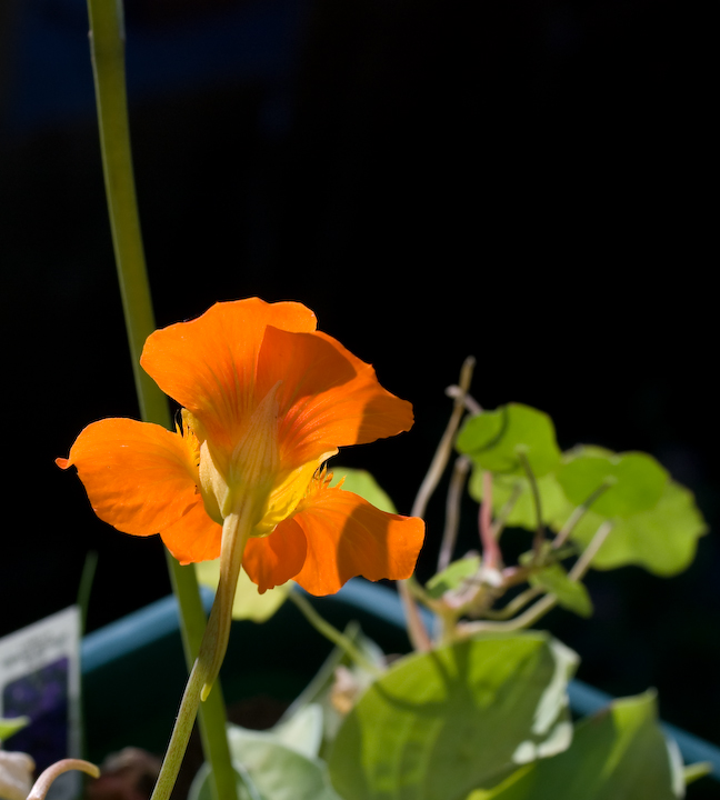 Orange July flowers