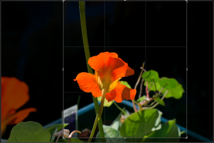 Nasturtium photo crop in Adobe Lightroom Nasturtium photo crop in Adobe Lightroom