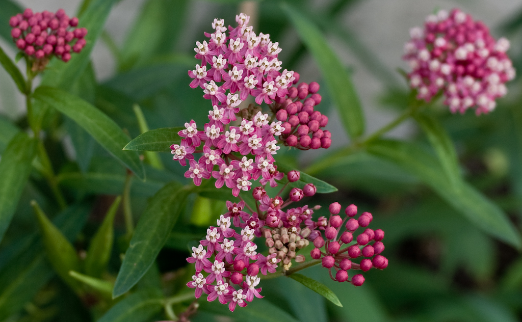 Flower from Jean Bray’s Regina garden