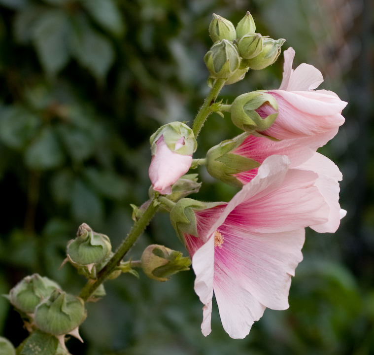 Flower from Jean Bray’s Regina garden