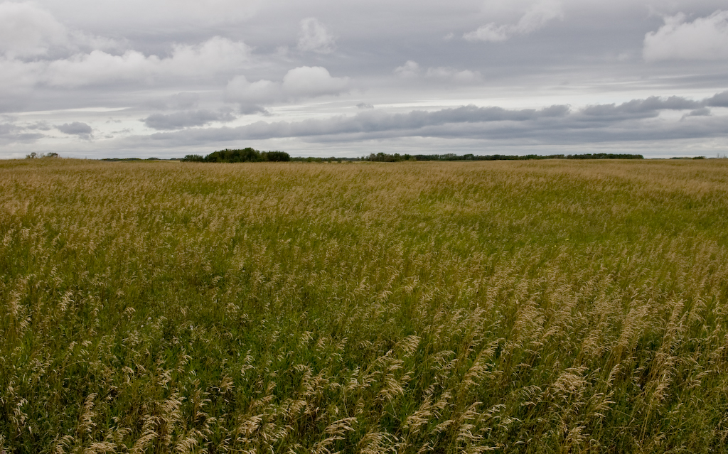 Prairies, Eastern Saskatchewan