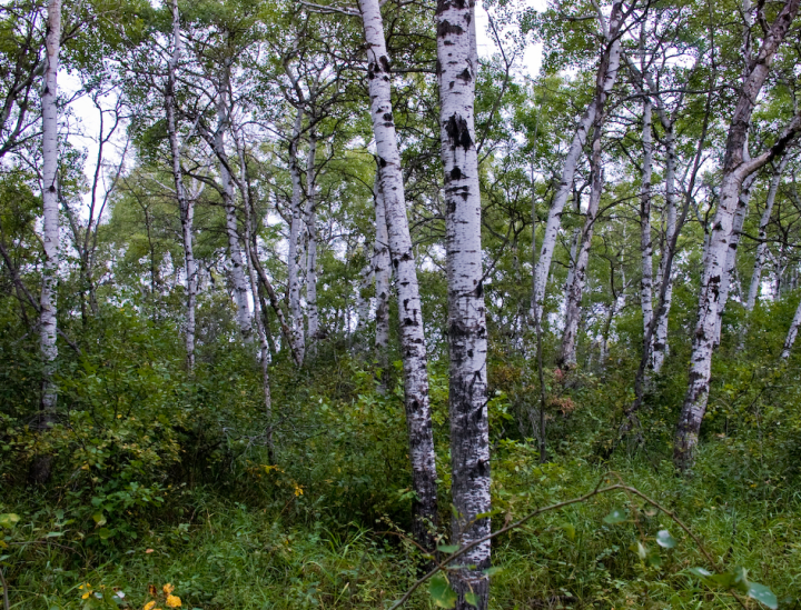 Saskatchewan prairie birch trees