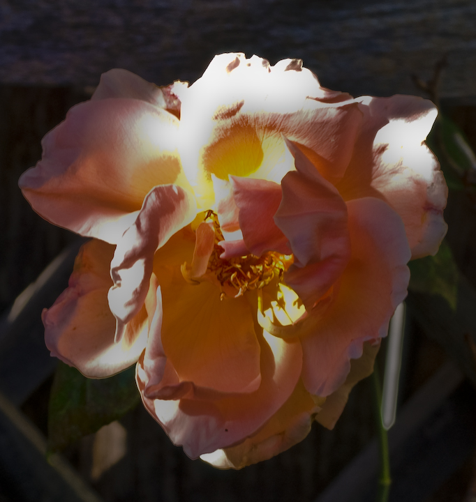 Tattered Royal Sunset rose blossom