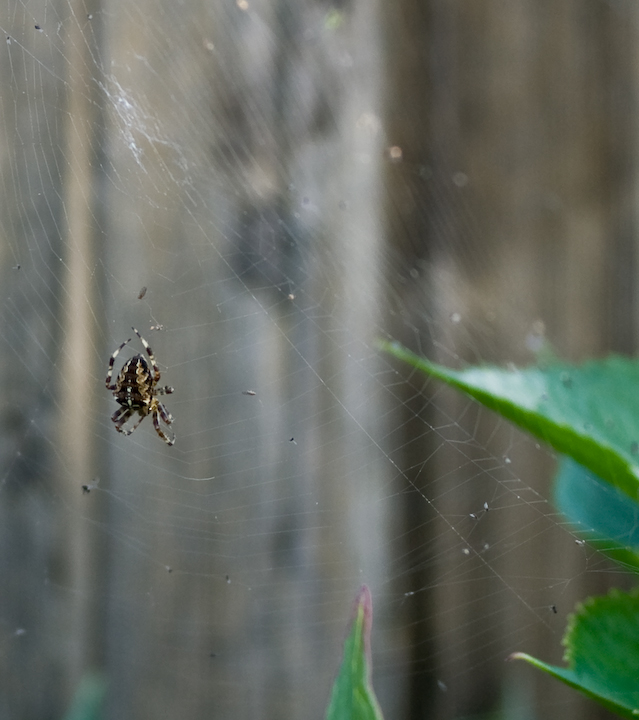 Spider on weatherbeaten web