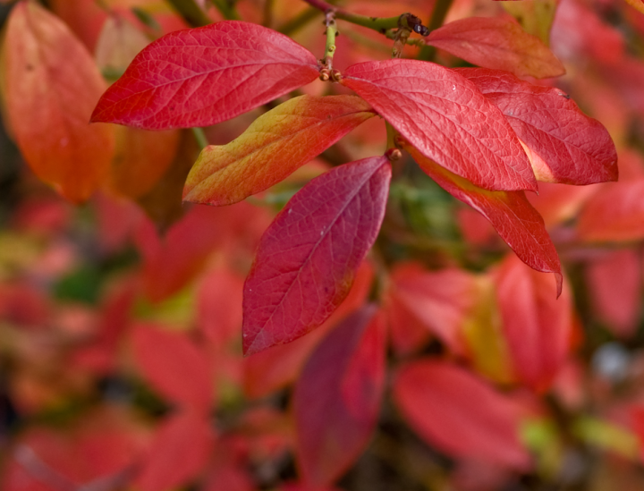 Autumn blueberry leaves