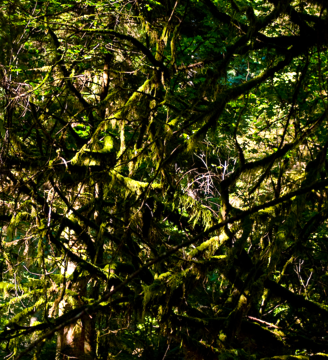 Lynn Valley forest