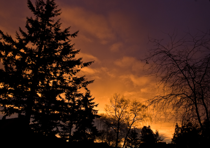 Trees at sunset