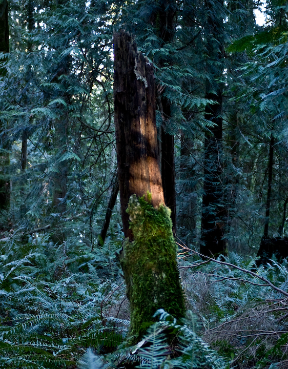 Forest on Keats Island