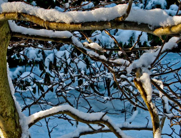 Snow-covered magnolia