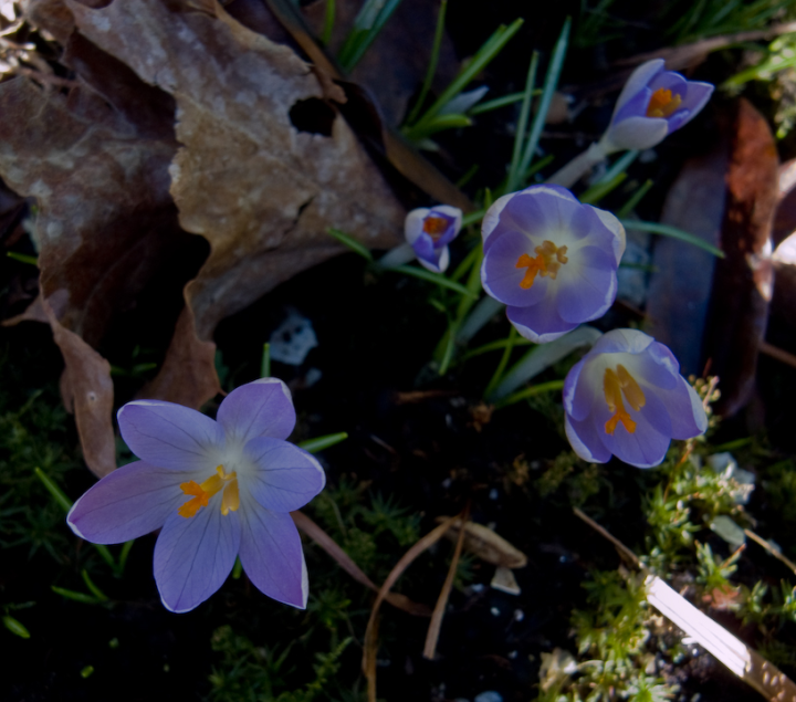 The first crocus of 2008 The first crocus of 2008